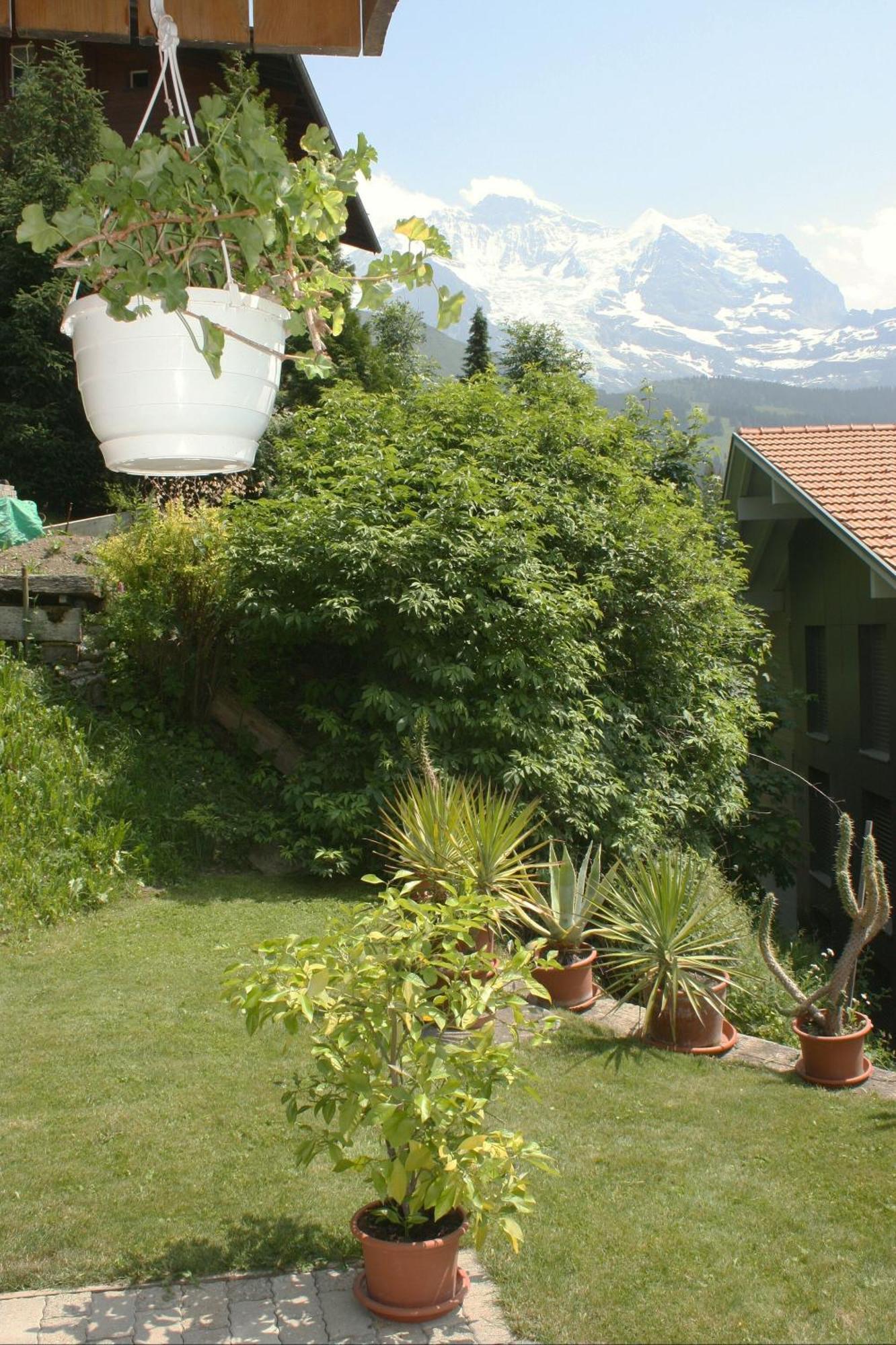 Chalet Protea Wengen Eksteriør bilde